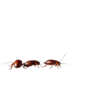 22352266_sirsenis_tarakani_prusaki_cockroaches