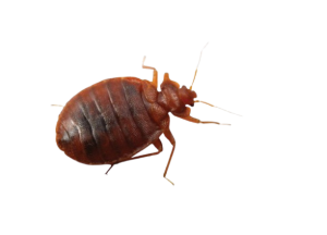 bed_bug_blaktis_sirsenis