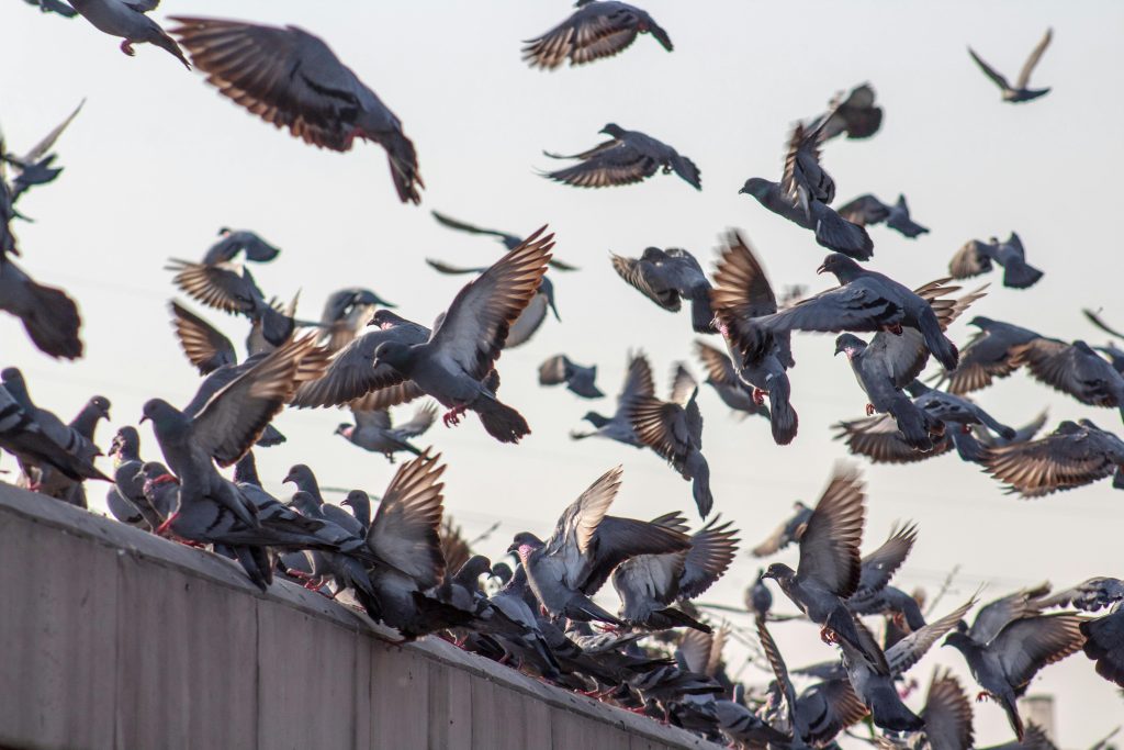 balozi_putni_pigeons_putnu_kontrole